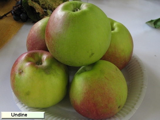 Pomme_qu Undine