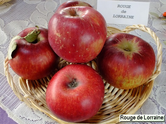 Pomme Rouge de Lorraine