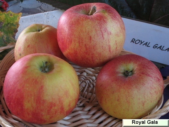 Pomme Royal Gala