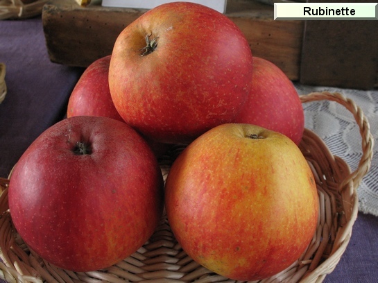Pomme Rubinette® (ou Rafzubin)