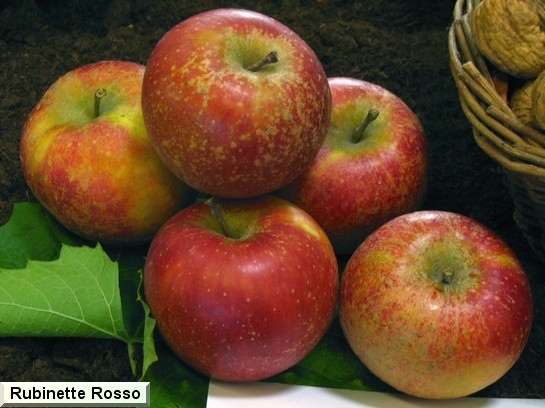 Pomme Rubinette® Rosso Rafzubek