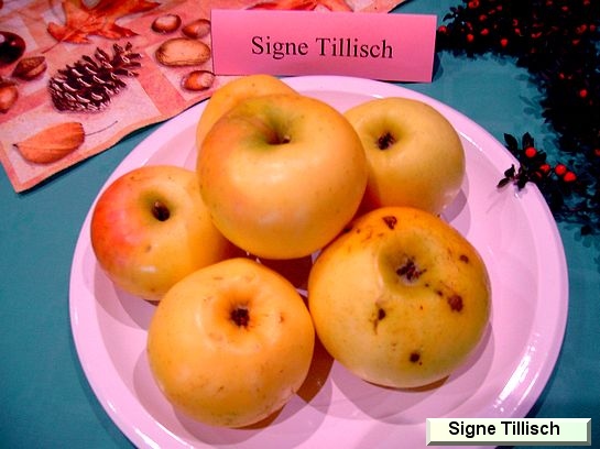 Pomme Signe Tillish