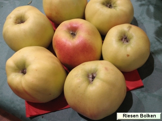 Pomme Riesen Boïken