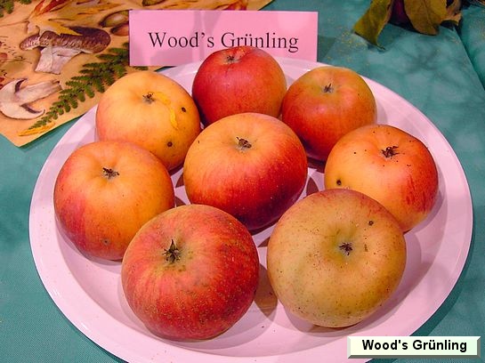 Pomme Wood's Grünling