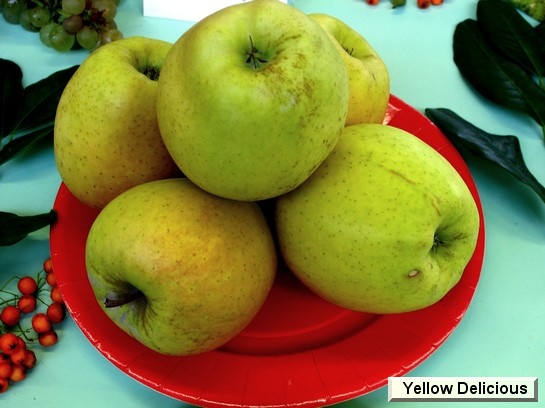 Pomme_vz Yellow Delicious