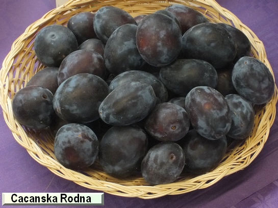 Prunier Cacanska Rodna